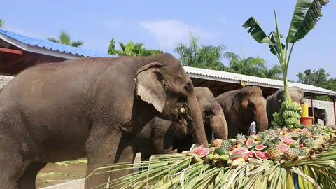 ‘วันช้างไทย’ คึก! หลายจังหวัดจัดบุฟเฟ่ต์เลี้ยงใหญ่สัตว์คู่บ้านคู่เมือง