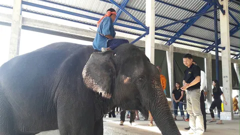 พบช้างภาคเหนือ-อีสาน ย้ายถิ่นลงใต้เพิ่ม รองรับท่องเที่ยว-ใช้แรงงาน