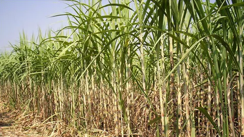 สินค้าเกษตรขยับขึ้น ทำเกษตรกรไทยมีความสุขสุดๆ อ้อยราคาดี ได้เงินเพิ่ม
