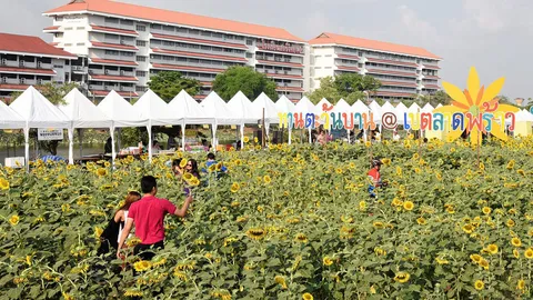 ลาดพร้าวจัดกิจกรรมปลูกทานตะวัน 16 มี.ค.ทุ่งทานตะวันหลังร.ร.สตรีวิทย์ 2