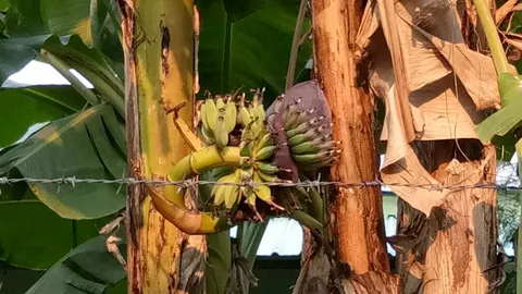 แปลก! กล้วยออกเครือกลางลำต้น เจ้าของบ้านอุดรฯ เชื่อจะมีโชค