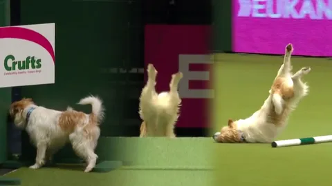 ฮาา! เจ้าหมาแจ็ครัสเซลล์สุดไฮเปอร์ สติหลุดระหว่างแข่งขันโชว์สุนัขระดับโลก