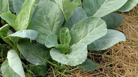 เพลี้ยอ่อน–หนอนใยผักในคะน้า