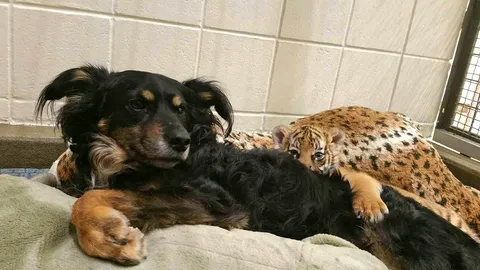 ช่วยทำหน้าที่พี่เลี้ยง