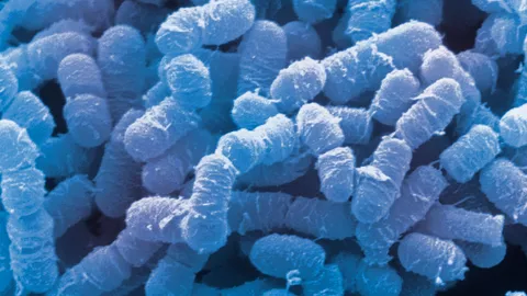 เชื้อก่อโรคใน...ปลาส้มฟัก