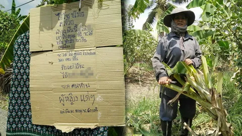 เซ็งโจรขโมยกล้วย! คุณป้าขึ้นป้ายประจานด่าแนบผ้าถุง ลั่นหมดความอดทน