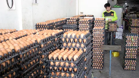 พ่อค้าไข่ไก่ครวญ ไข่เน่า-รายได้หด