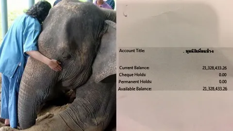 แห่บริจาคช่วย​ ‘มูลนิธิเพื่อนช้าง’ ทะลุ 20 ล้าน ‘โซไรดา’ ส่งสัญญาณเดินต่อ