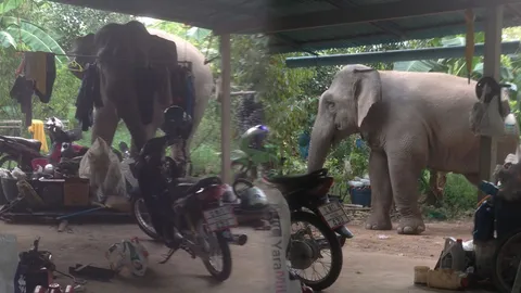 ช้างป่าติดใจ มาขอกล้วยกินถึงบ้าน เจ้าของต้องลุ้นหนักมาก (คลิป) 