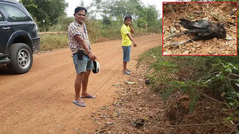โรคไก่ระบาด ตาย ‘ห่า’ ทั้งหมู่บ้าน! หน้าบวม ตัวเขียว ต้องขุดหลุมฝัง