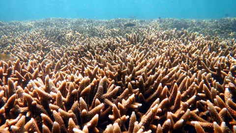 ความสวยงามกลับคืน!! ปะการังเกาะยูง หมู่เกาะพีพี ฟื้นตัว มีสภาพสมบรูณ์(คลิป)