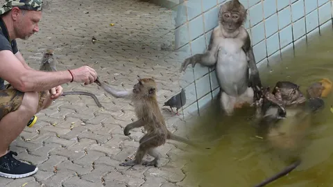 อากาศร้อน! ฝูงลิงแสมแห่เล่นน้ำในสระวัดถ้ำเสือฯ จ.กระบี่ นทท.แห่แชะรูป