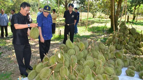 ชีช้ำ! ชาวสวนตราดจะตัดทุเรียน ดันถูกพายุซัดร่วง เสียหายจำนวนมาก