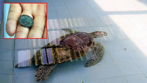 หมอผ่าพิสูจน์ซาก 'ออมสิน' พร้อมช่วยเต่าร่วมบ่อ คาดมีเหรียญในท้องเพียบ