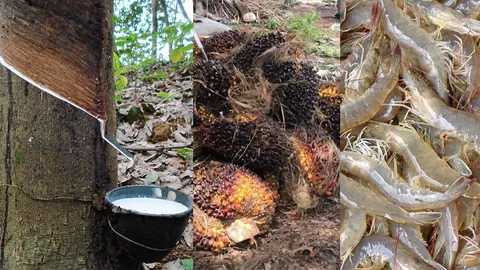ดัชนีราคาสินค้าเกษตร ก.พ. เพิ่มขึ้น 'ยาง-ปาล์ม-กุ้งขาว' ขยับสูง