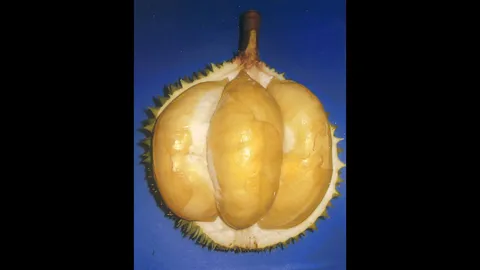 “ทุเรียนทองกมล” กับที่มาพันธุ์เนื้อเต็มพูอร่อย