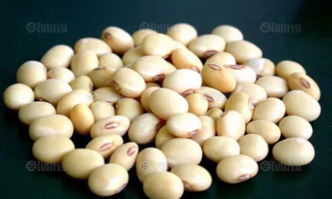 ถั่วเหลืองต้านมะเร็ง เห็นบทเรียนจากญี่ปุ่นเป็นมะเร็งกันน้อย