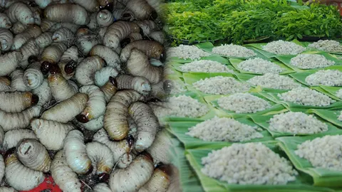 ชาวบ้านลำพูนแห่ซื้อ ด้วงมะพร้าว-ไข่มดแดง เมนูเด็ดหน้าแล้ง (คลิป)