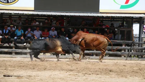 'โคโหนดหลังขาวฯ' ชนะ 'โคแดงพลังสิงห์ฯ' ซิวเดิมพัน 24 ล้าน วัวชนสงขลา