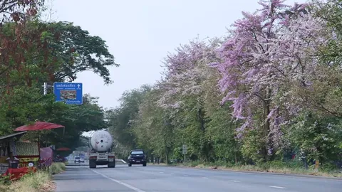 ดอกเสลา บานสะพรั่ง อวดโฉมบนถนนสาย นครสวรรค์-พิษณุโลก