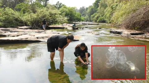 มาแล้วแมงอีหยิบ กะพรุนน้ำจืด อันซีนลำน้ำเข็ก พิษณุโลก-เพชรบูรณ์ (คลิป)