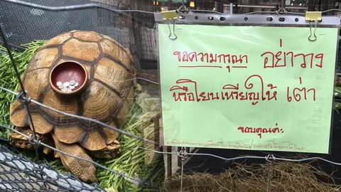 คนไทยตาสว่าง! ตลาดน้ำแจงดราม่า ติดป้ายห้ามโยนเหรียญให้เต่า หวั่นซ้ำรอย 'เต่าออมสิน'