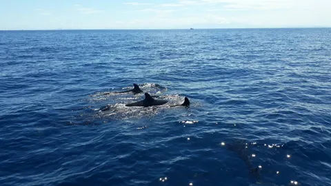 วาฬเพชฌฆาตดำโผล่โชว์ตัวกองหินริเชริว หมู่เกาะสุรินทร์ ทำ นทท.ตื่นเต้น (คลิป)