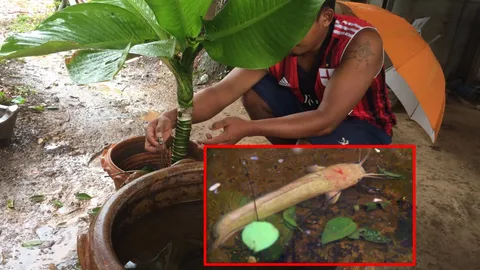 ฮือฮา ปลาดุกสีทอง โผล่บ้านเชียงเมืองโบราณ บนหัวมีตัวเลขสีแดงแจ๋ (คลิป)