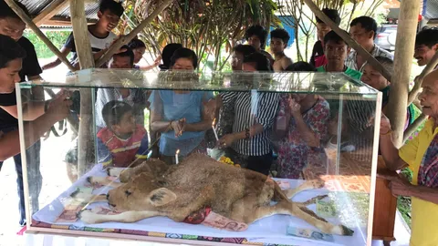 ชาวบ้านแห่ลุ้นเลขเด็ดลูกวัว 2 หัว 6 ขา 2 หาง ให้โชคเจ้าของถูกหวย 3 งวด