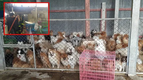 ไฟไหม้ฟาร์มดังนครปฐม หวิดย่างสด ‘ปอมเมอเรเนียน’ 200 ตัว คนเลี้ยงลมจับ