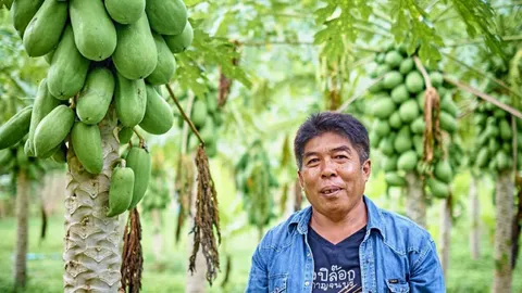 ทฤษฎีใหม่..แรงบันดาลใจจากพ่อ มะละกอแซมกล้วยสลับมะนาว