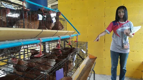 โจรหิวโซ ย่องลักแม่ไก่4ตัว โครงการพระราชดำริ เลี้ยงไว้ให้เด็กกินไข่