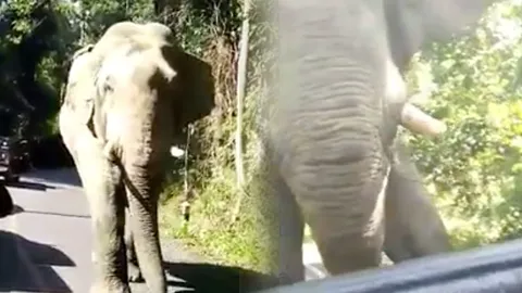 แทบลืมหายใจ! นทท.นั่งท้ายกระบะตัวเกร็ง เจอช้างเขาใหญ่ตกมัน (ชมคลิป)