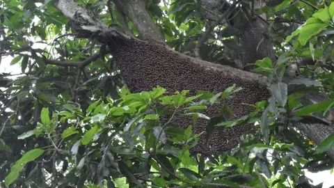 ผึ้งหลวงนับหมื่น รุมต่อยชาวอ่างทองเจ็บอื้อ วิ่งหนีลงโอ่งน้ำยังไม่รอด (คลิป)