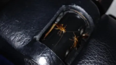 บขส.สั่งปรับรถทัวร์รังแมลงสาบ ชี้รีบนำจากอู่ซ่อมมาวิ่งให้บริการ (คลิป)