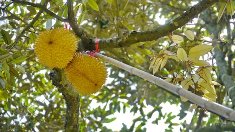 ทุเรียนสีทองโผล่ครั้งที่ 4ในรอบ5 ปี พบเจ้าของสวนโกยเงินล้าน (คลิป)