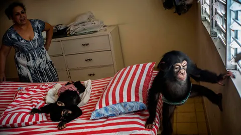 เลี้ยงเหมือนลูก