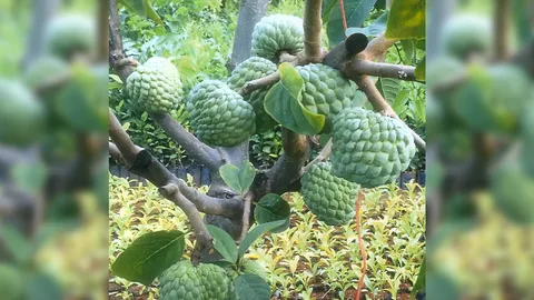 “น้อยหน่าเนื้อฝ้ายเขียว เกษตร 2” ใหญ่ดกทั้งปีราคาดี