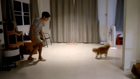 เอาโล่ไปเลย! เหมียวเล่นใหญ่รัชดาลัย โชว์ฉากบู้ตีลังกาสู้เจ้านาย (ชมคลิป)