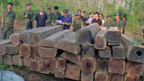 รวบไม้ชิงชันกลางป่ามูลค่ากว่า10ล้าน คาดเป็นของอดีตนักการเมืองใหญ่จ.แพร่