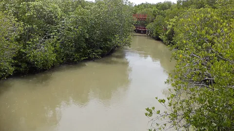 ทช.สั่งห้ามประมงกระทบป่าชายเลน