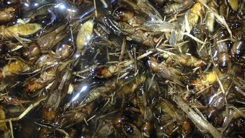 สงกรานต์ ชาวบ้านบุรีรัมย์ แห่จับ'แมงกระชอน' กก.ละ100 สร้างรายได้ 