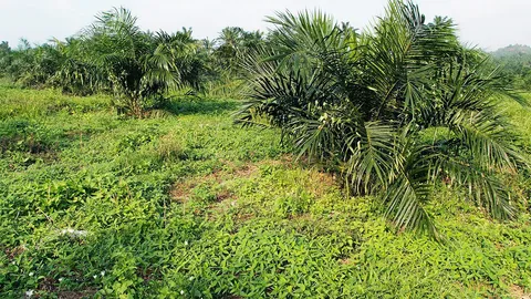 ทดแทนพาราควอต (2)