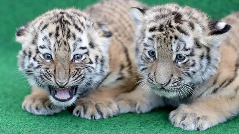 ลูกเสือโคร่งแฝด