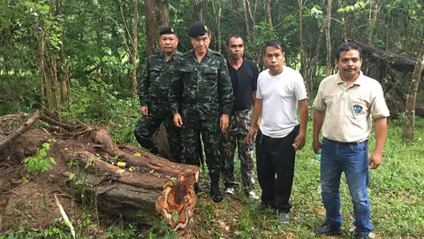 สบช่องช่วงสงกรานต์ แก๊งมอดไม้ลอบตัดพะยูง 4 ต้น มูลค่ามหาศาล