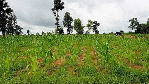 ทดแทนพาราควอต (3)