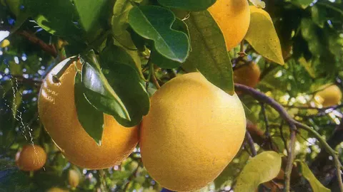 “ส้มโอไต้หวัน” เนื้อแดงหวานไม่มีเมล็ด