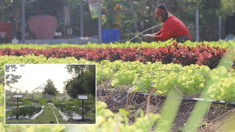 ปลูกผักหลอกแมลง 1 ปีเก็บขายได้ 365 วัน