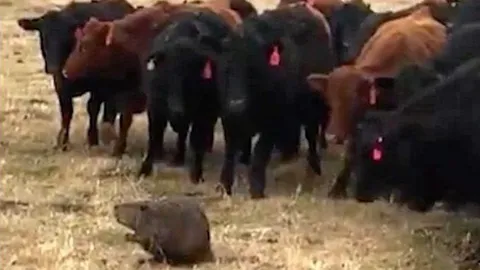 บีเวอร์บังเอิญเป็นจ่าฝูงวัว