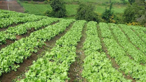 'พาณิชย์' เล็ง ปั้นไทยเป็นฮับเกษตรอินทรีย์ในภูมิภาคอาเซียน